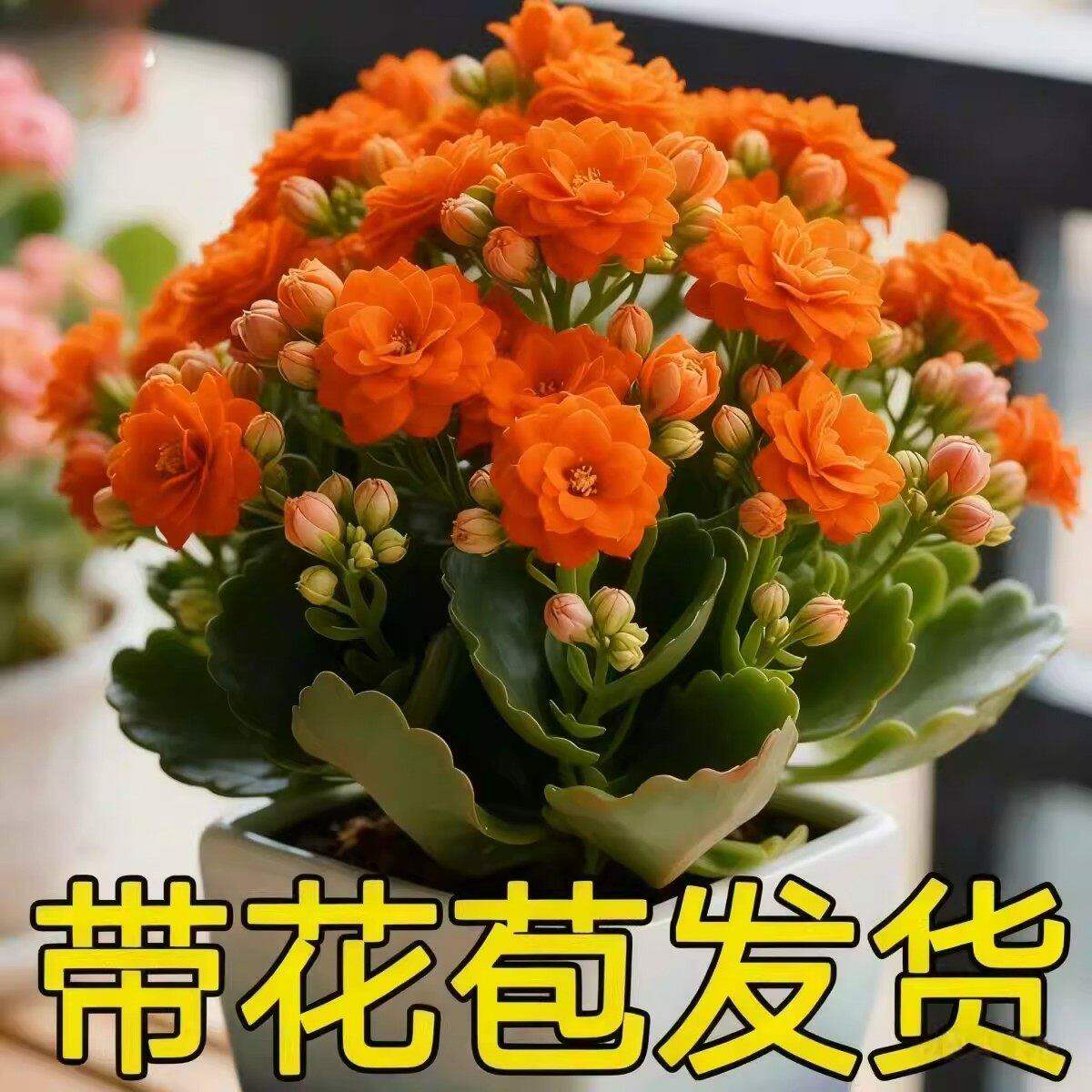 长寿花盆栽带花苞重瓣大苗四季爆花好养花卉室内阳台新品大花绿植