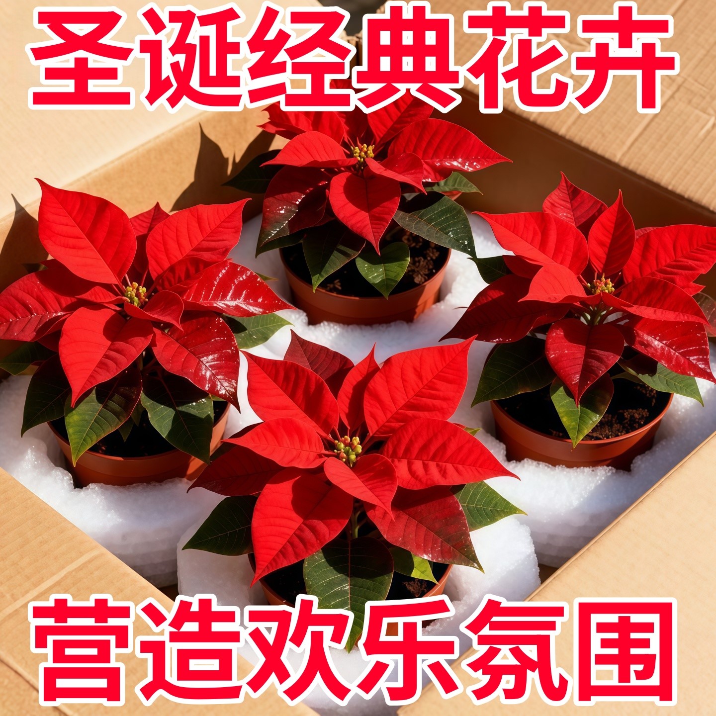 一品红花卉盆栽圣诞花吉利红室内客厅鲜花桌面摆件绿植万年红好养