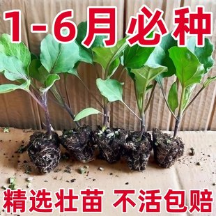 四季茄子苗秧苗种苗带土老品种嫁接杭茄一号线圆紫茄子树苗种籽子