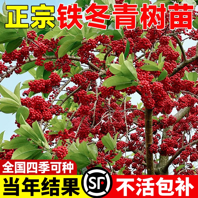 红果铁冬青树苗万紫千红四季常青庭院绿化树苗五味子名贵苗木盆栽