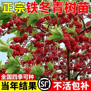 红果铁冬青树苗万紫千红四季常青庭院绿化树苗五味子名贵苗木盆栽
