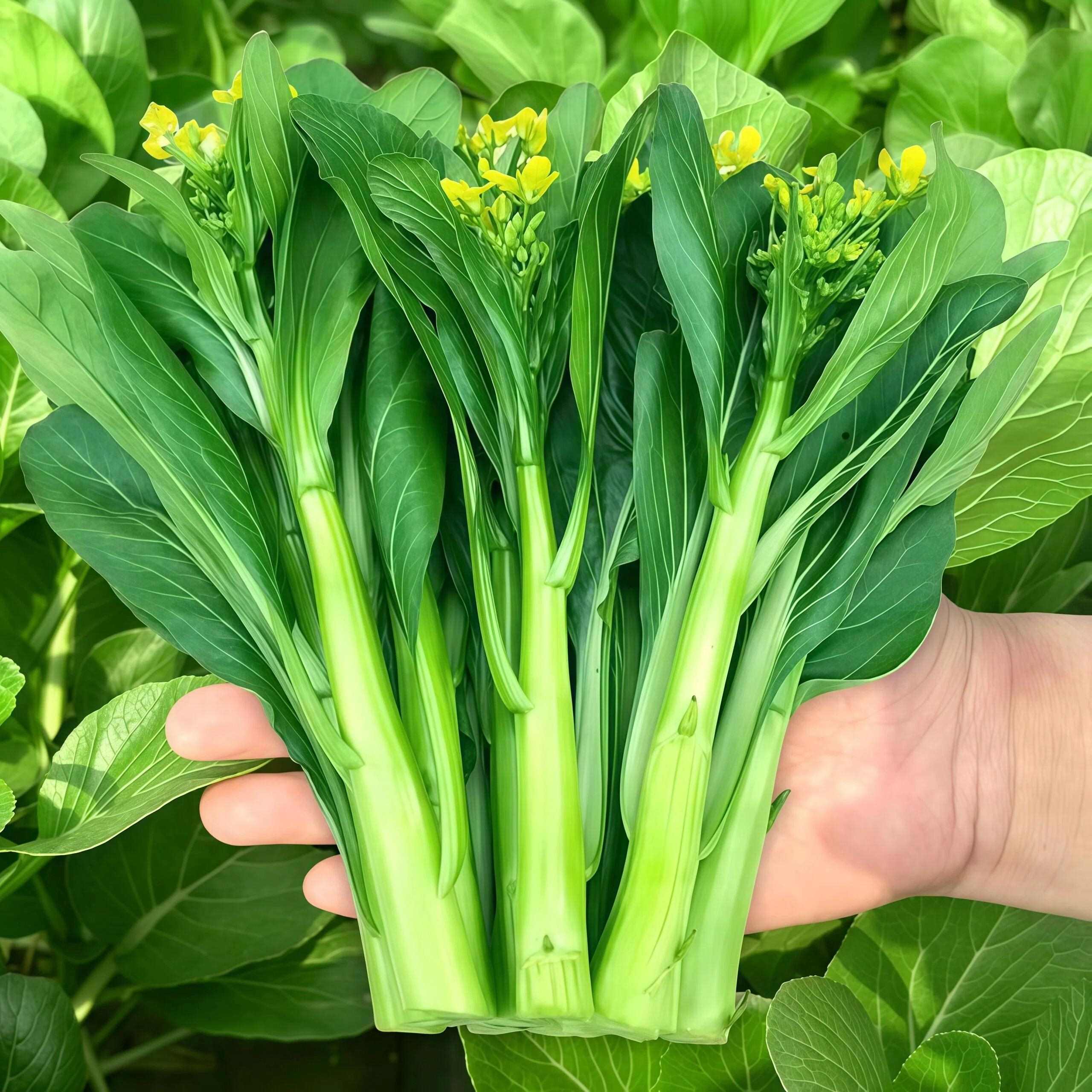 四九菜心种子四季速生广东甜菜心菜苔籽种耐热耐高温种子阳台盆栽