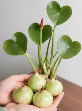 懒人净化鱼缸茨菇种球慈菇水培水生室内四季植物燕尾慈菇池塘水草