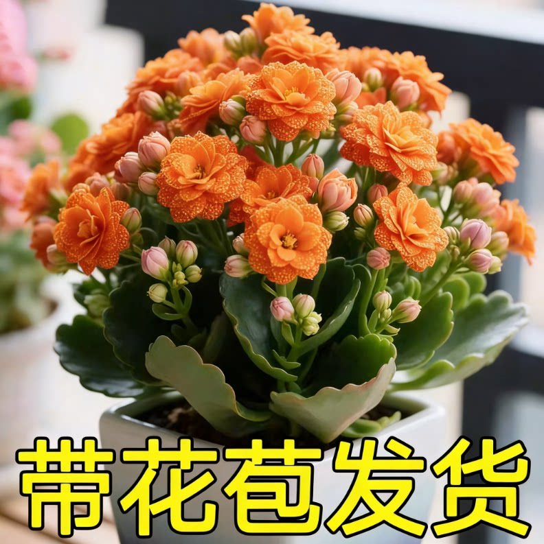 新品长寿花盆栽带花苞重瓣大花苗阳台花卉绿植物室内好养四季开花