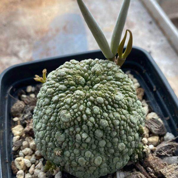 凝蹄玉 实生根 萝藦科稀有奇趣多肉植物