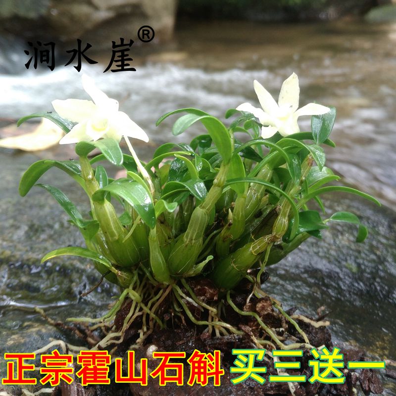 买三送一正宗霍山石斛苗米斛盆景矮壮品种超铁皮石斛盆栽鲜条枫斗