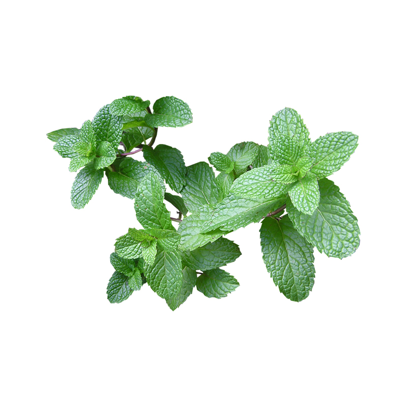 虹越香草植物薄荷盆栽迷迭香提神可食用盆栽迷迭香百里香好养盆栽