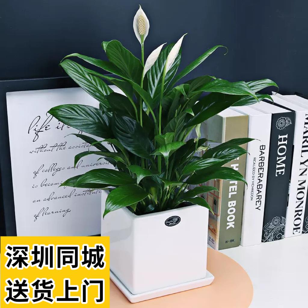 白掌盆栽一帆风顺白鹤芋小型植物室内客厅书房办公室桌面四季开花