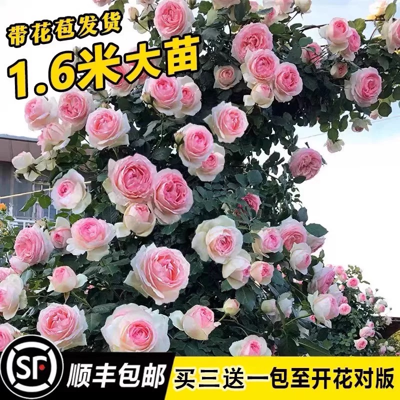 蔷薇花苗藤本月季特大花树庭院爬藤植物阳台花卉玫瑰盆栽耐寒爬藤