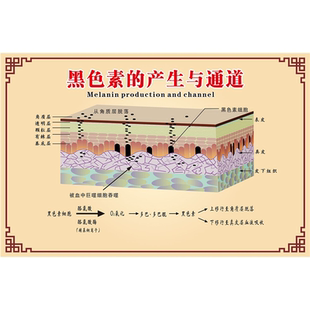 人体皮肤黑色素的产生与通道海报贴纸了解皮肤结构图贴纸