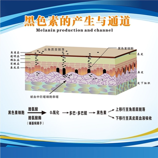 人体皮肤结构图黑色素的产生与通道墙贴墙纸了解皮肤结构图贴纸