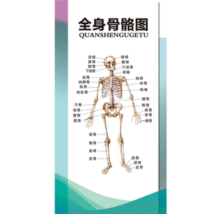人体全身骨骼图挂画全身图解结构图解剖图海报常见骨科疾病图谱