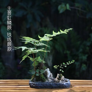 一物一拍创意蕨类成品组合盘景 山野雅居 以青石盘花器室内微景观