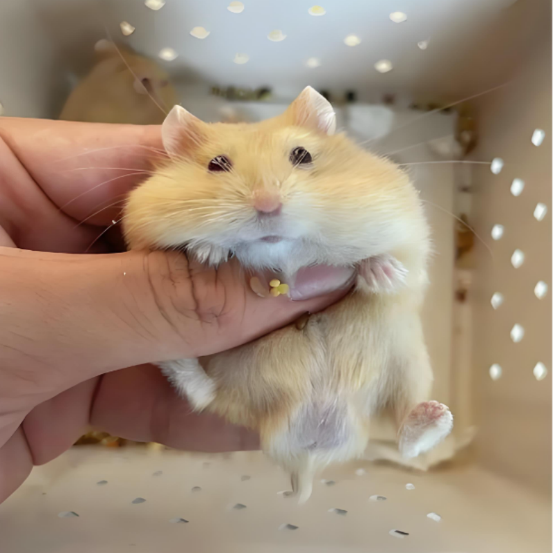 仓鼠活体宠物已打针包邮包活包饲养布丁三线银狐紫仓温顺可上手