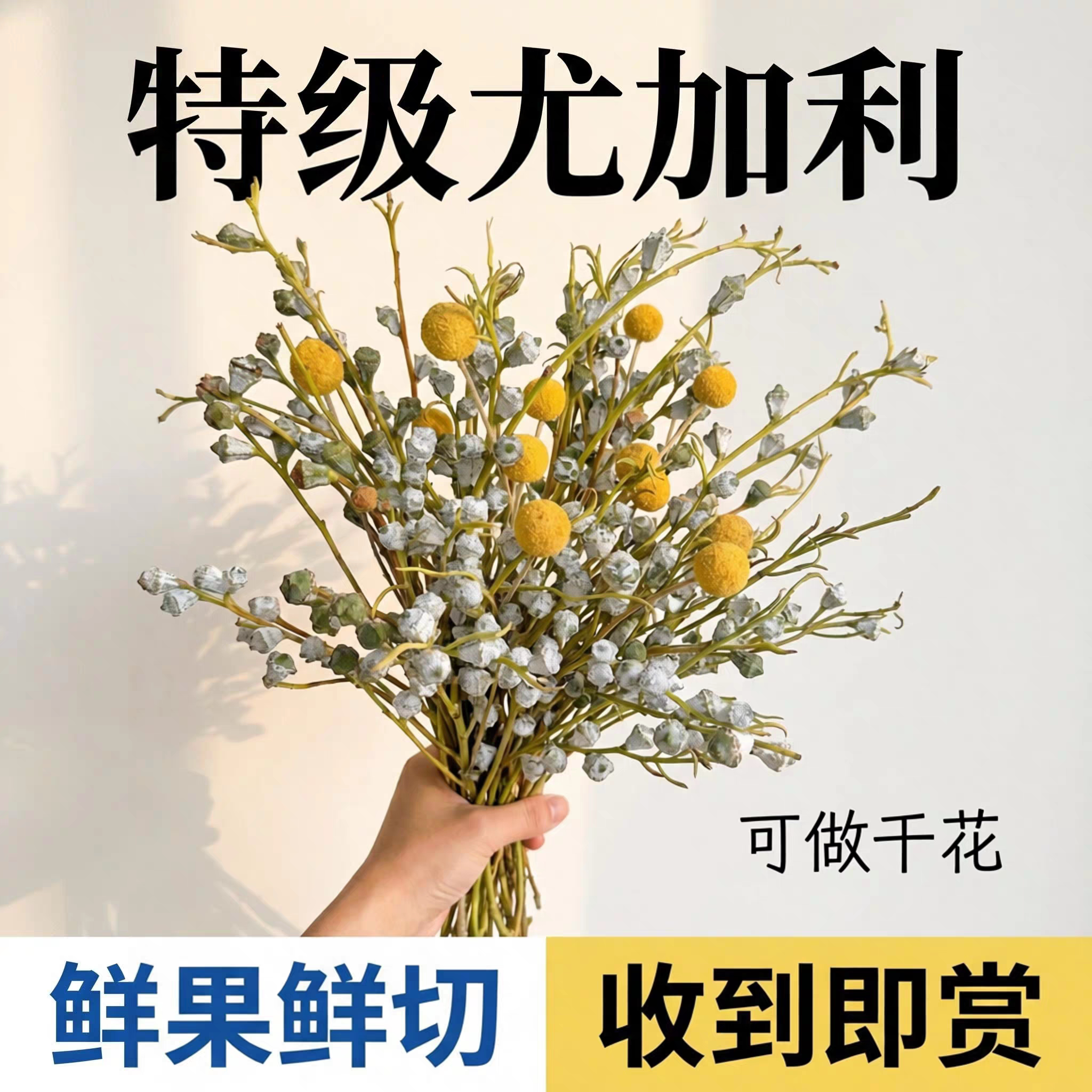 【钻石尤加利果】夏日不死鸟新鲜采摘可做干花干果花云南鲜切花