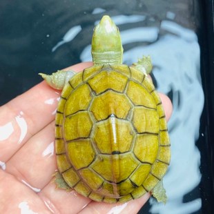 小青龟 高背小青龟 宠物龟 皖南小青龟 元宝小青龟 观赏龟