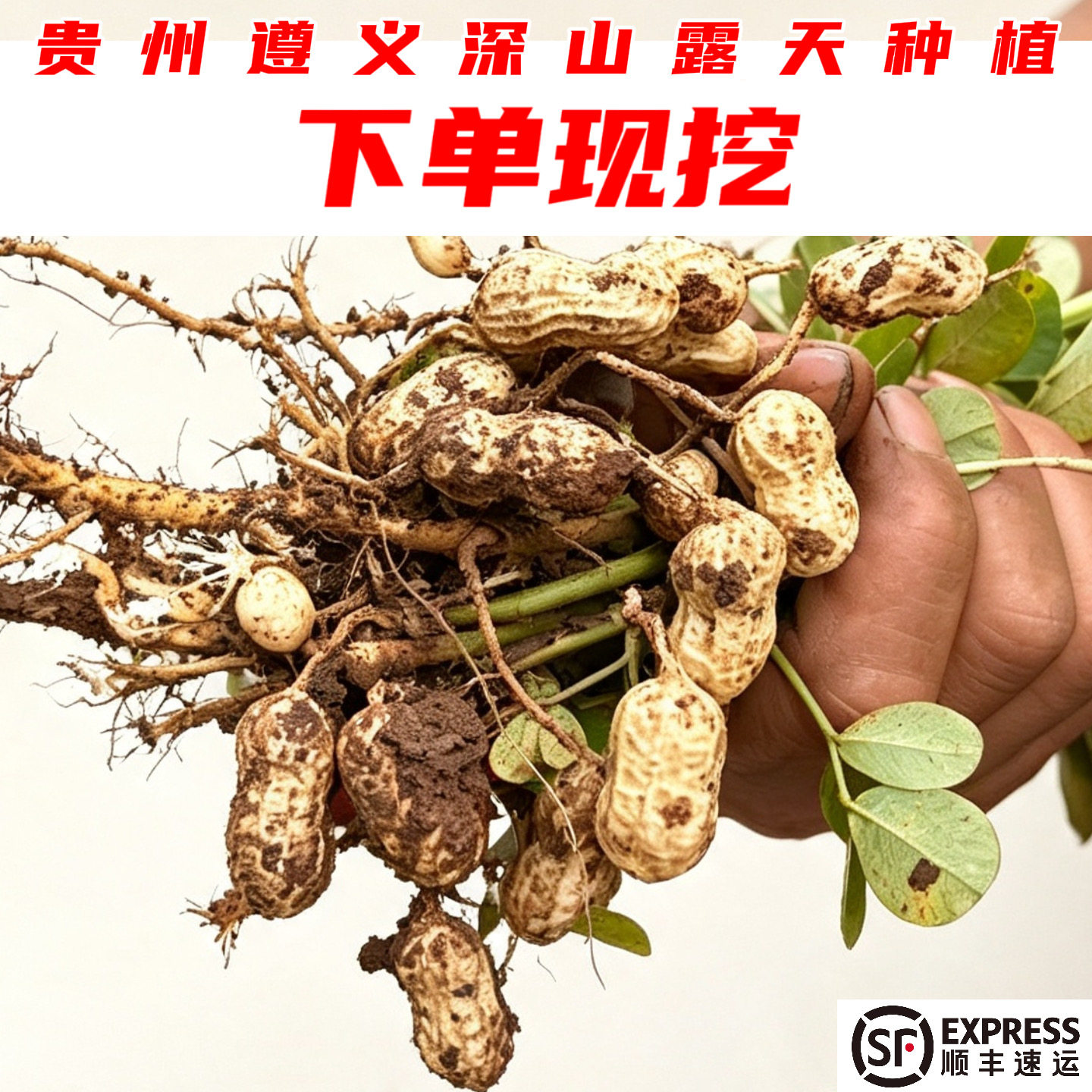 贵州遵义现挖应季新鲜生花生