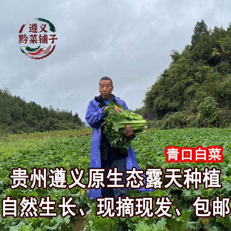 贵州遵义原生态现砍新鲜白菜