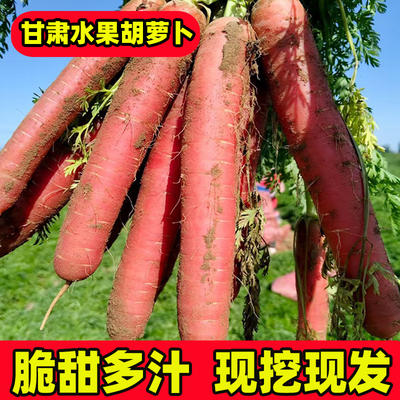 甘肃永昌沙地萝卜水果胡萝卜新鲜
