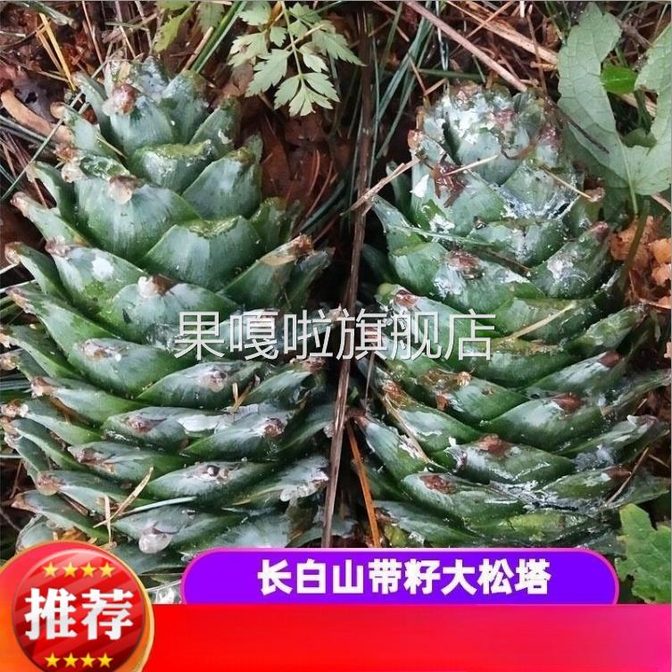 东北松果长白山新鲜松塔带松子松鼠粮装饰松果超大红松塔新货