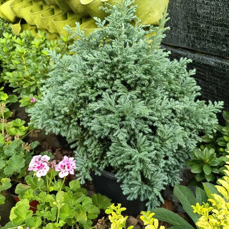 蓝湖柏蓝色波尔瓦盆栽花苗花柏树观叶G庭院阳台圣诞树耐寒花镜植
