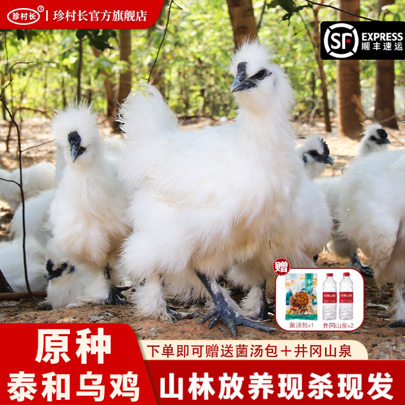 原种泰和乌鸡新鲜现杀正宗