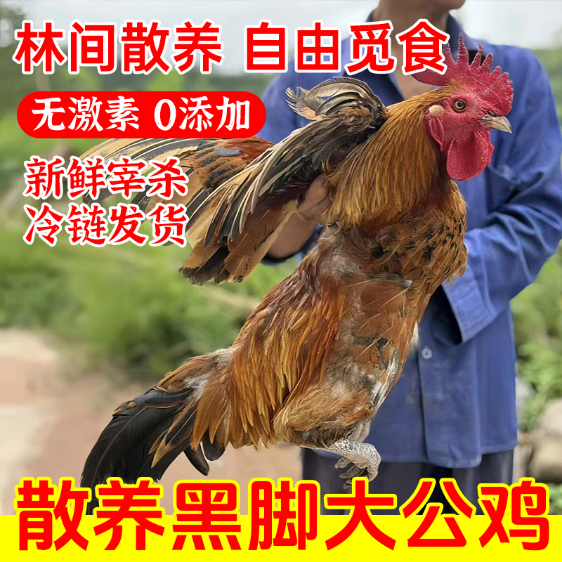 正宗散养黑脚大公鸡林间散养