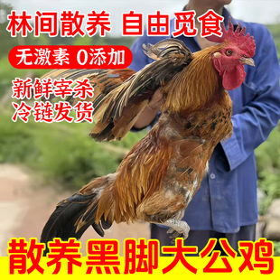 真1年黑脚大老公鸡农家散养正宗新现杀活鸡新鲜鸡肉土鸡柴公笨鸡