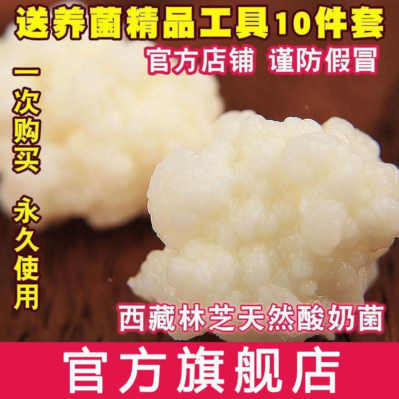 西藏雪莲菌种 藏灵菇菌 天山雪莲菌 自制酸奶菌种 开菲尔菌