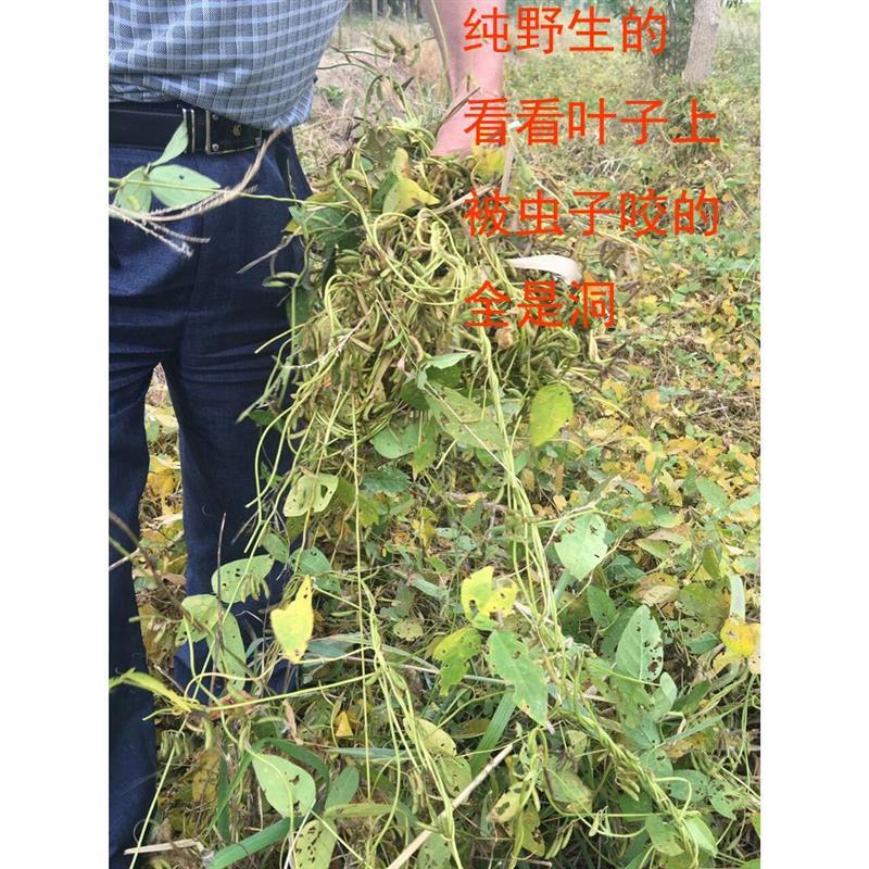 新货小黑豆古老小黑豆老品种野料豆马料豆小野豆野生黑豆小野豆黄