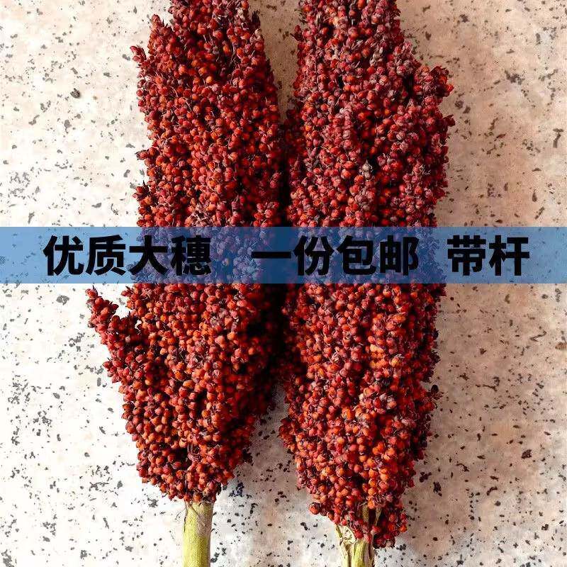 带壳高粱米 整株高粱带叶带杆带根1鸟粮鼠粮份斤结婚搬家红高粱穗