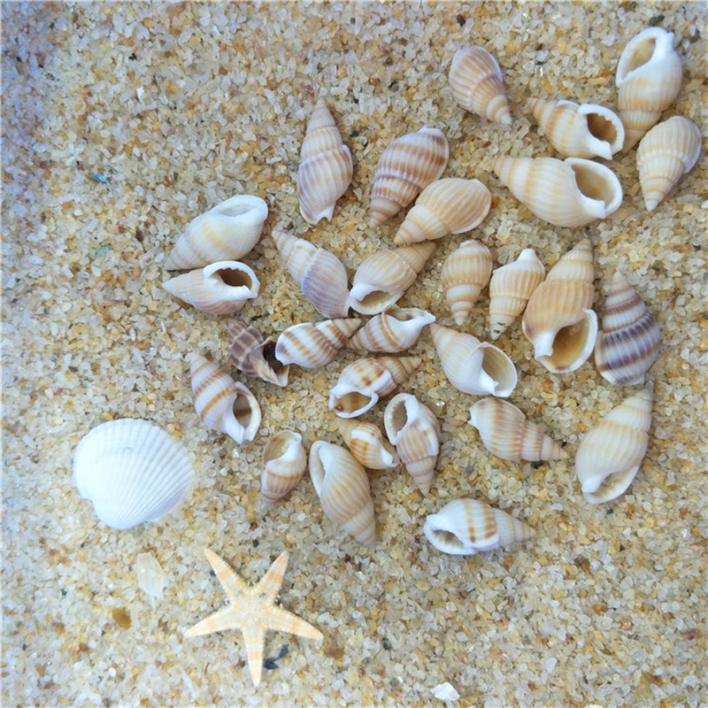 天然贝壳海螺海星  白米螺 漂流瓶微景观鱼缸装饰拍照道具黄米螺