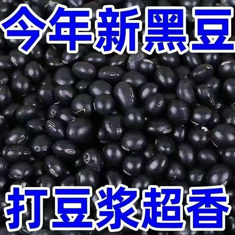 新货黑豆豆浆绿皮农家椭圆形自种大豆豆腐青皮黑豆青豆新鲜