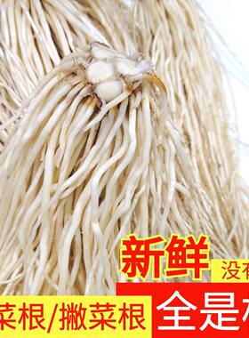 云南新鲜苤菜根撇菜根大韭菜根
