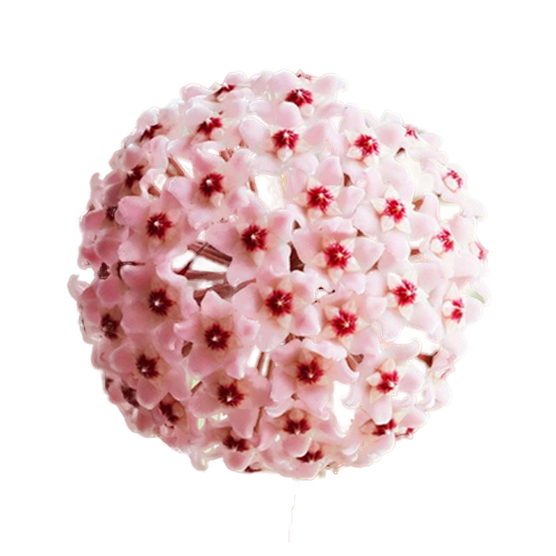 海蒂的花园 球兰观叶观花植物花团锦簇阳台室内办公桌绿植盆栽苗