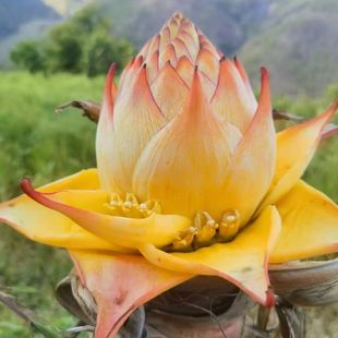 地涌金莲金芭蕉花新鲜云南花苞地涌金莲观赏食用花苞