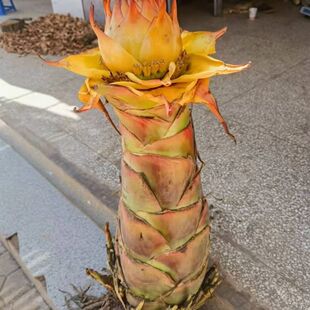 地涌金莲盆栽带花苞红莲矮胖千叶佛莲宝莲灯千瓣莲花趣味绿植
