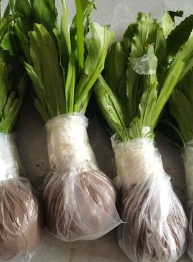 香菜芫荽苗  带根带泥整颗发货老缅芫荽新鲜现挖保鲜发货可种植