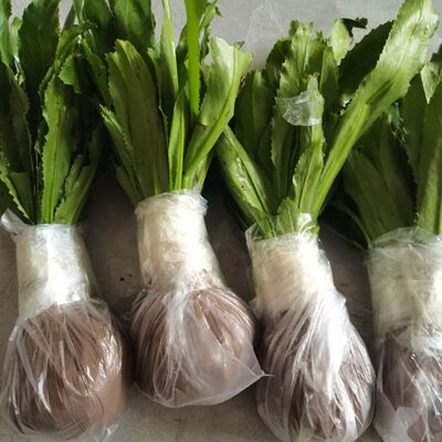 香菜芫荽苗带根带泥整颗发货