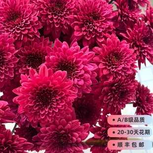 AB级小雏菊直发鲜花鲜切花菊花多色混搭家庭插花花艺材料配花