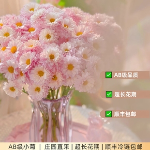 AB级小雏菊汉城鲜花鲜切花云南直发菊花多色混搭家庭插花花艺材料