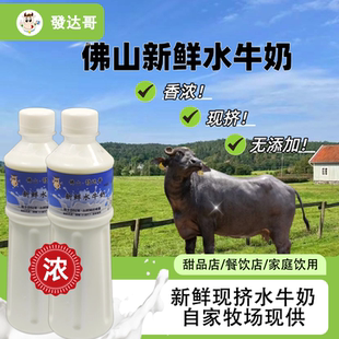 顺德新鲜水牛奶500g正宗现挤可做双皮奶姜撞奶可商用甜品原材料