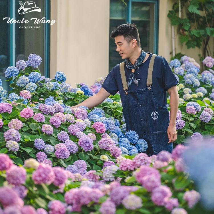 种花王大爷 大花绣球花苗盆栽花卉耐寒室外阳台庭院