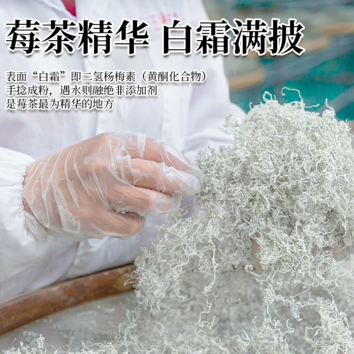 2025新茶上市张家界莓茶正宗明前芽头野生特级芽头永顺藤茶特级