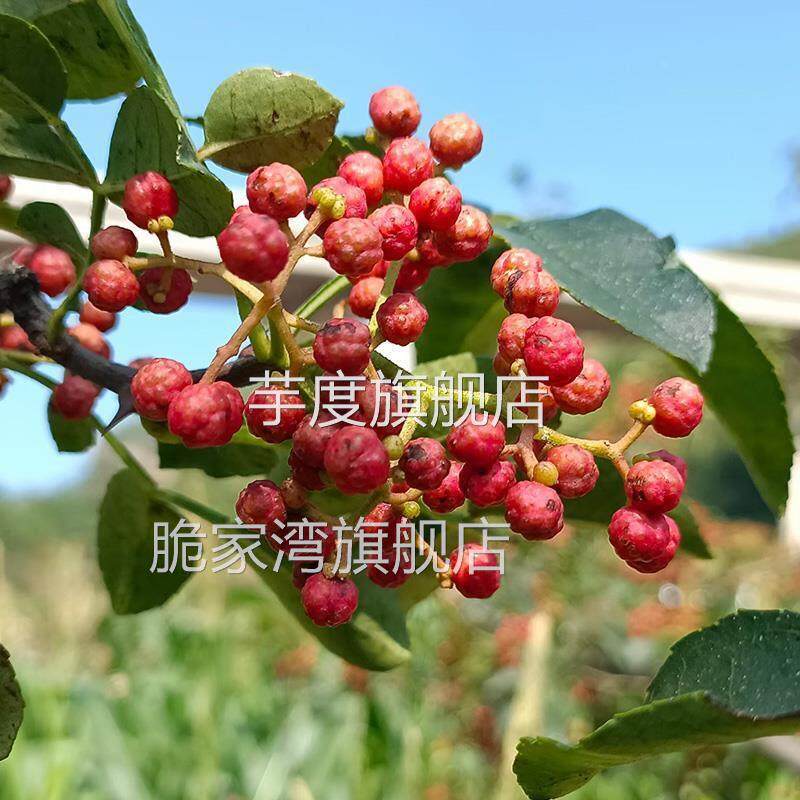 今年新花椒河北涉县花椒农家自产干红花椒粒大红袍调味料