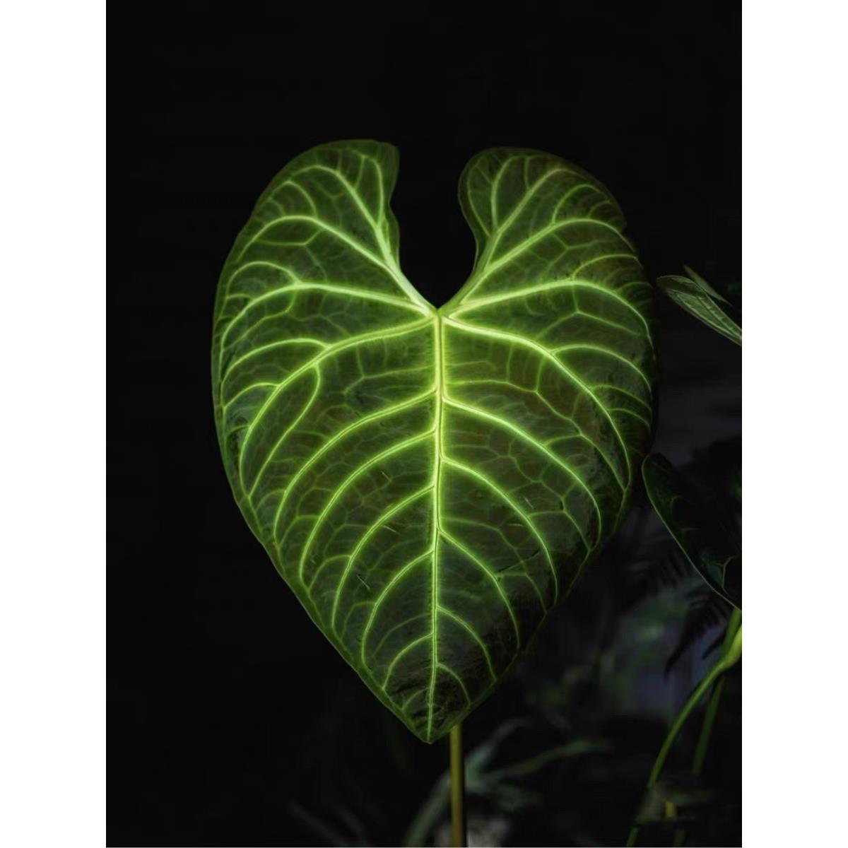 帝王花烛大叶片室内热带观叶绿植ins很火的进口热植天南星科植物