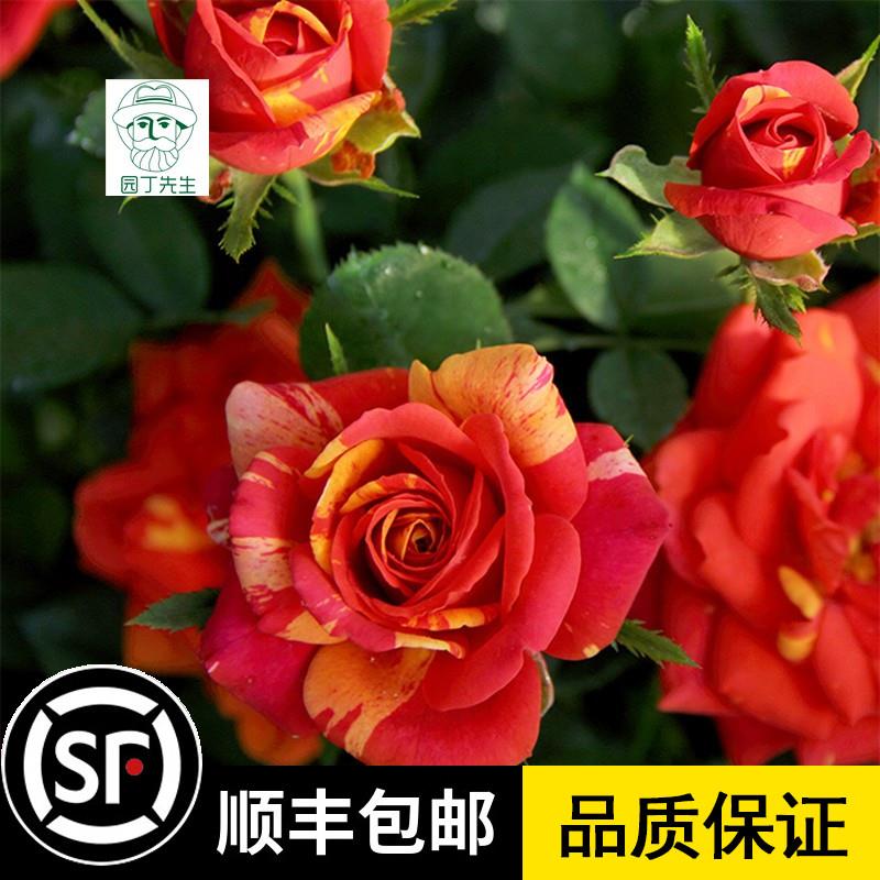 欧月灌木戏法柯德娜月季花 大花月季 微型月季花条纹勤花抗病性强