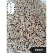 河南及山東特产农家带壳小麦粒