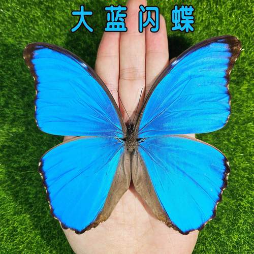 大蓝闪蝶进口稀有蝶 蝴蝶标本摆件 天然真昆虫展翅标本蓝色妖姬蝶
