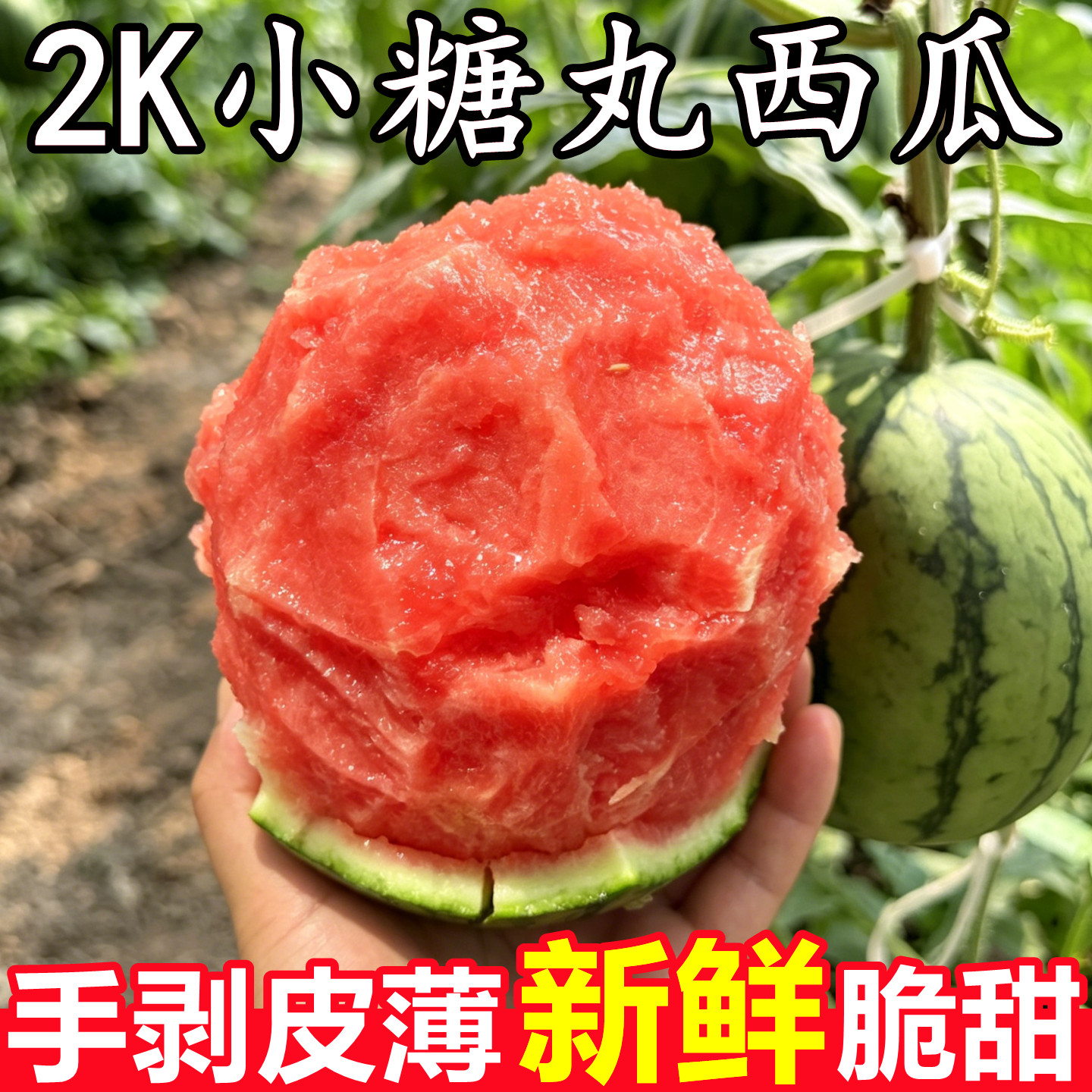 【2K小糖丸西瓜】已上热销榜!